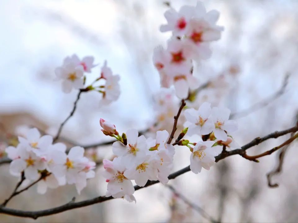 威廉希尔中文官网