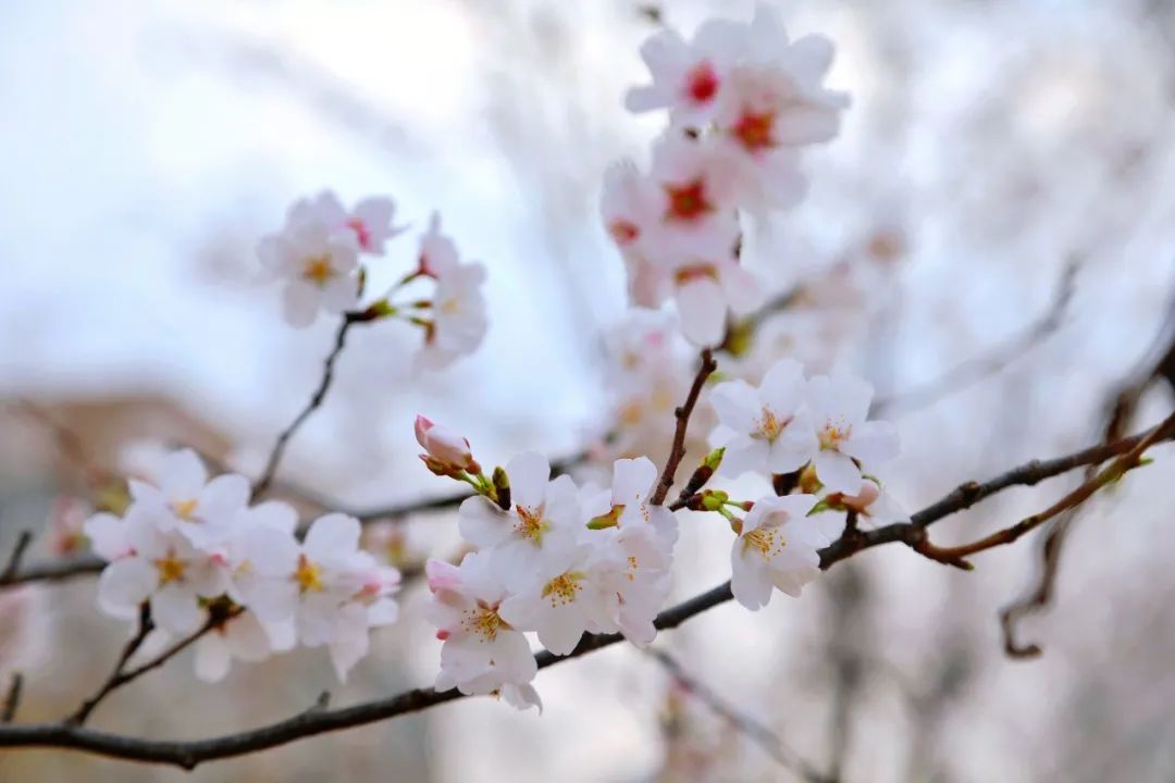 威廉希尔中文官网