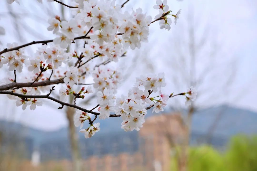 威廉希尔中文官网